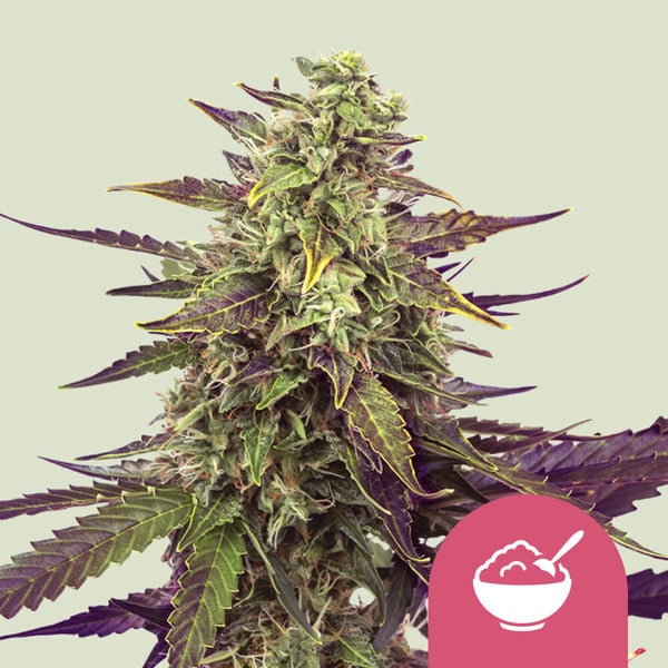 Royal Queen Seeds – Cereal Milk Feminized Seeds (Vanilla & Blueberry Sativa Hybrid) - 3 Seeds