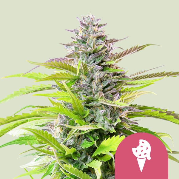 Royal Queen Seeds – Cookies Gelato Feminized Seeds (Ultra-High THC Dessert Hybrid) - 3 Seeds