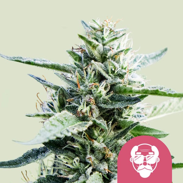Royal Queen Seeds – Granddaddy Purple Feminized Seeds (Heavy-Hitting Dessert Indica) - 3 Seeds