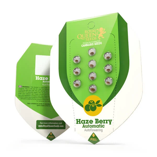 Royal Queen Seeds – Haze Berry Auto Feminized Seeds (Blue Dream–Inspired Sativa Auto) - 3 Seeds - Image 2
