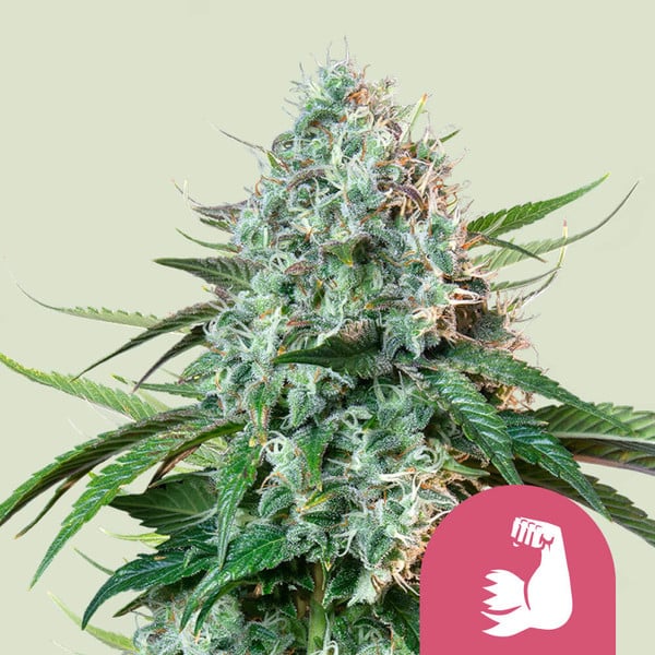 Royal Queen Seeds – HulkBerry Feminized Seeds (OG Kush x Strawberry Diesel) - 3 Seeds