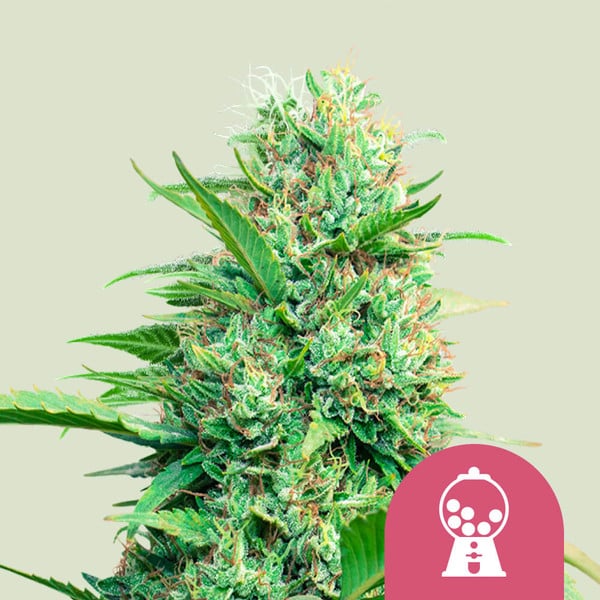 Royal Queen Seeds – Pink Runtz Feminized Seeds (Candy-Sweet Hybrid) - 3 Seeds