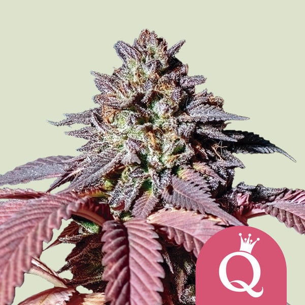 Royal Queen Seeds – Purple Queen Feminized Seeds (Purple Kush Hybrid) - 3 Seeds
