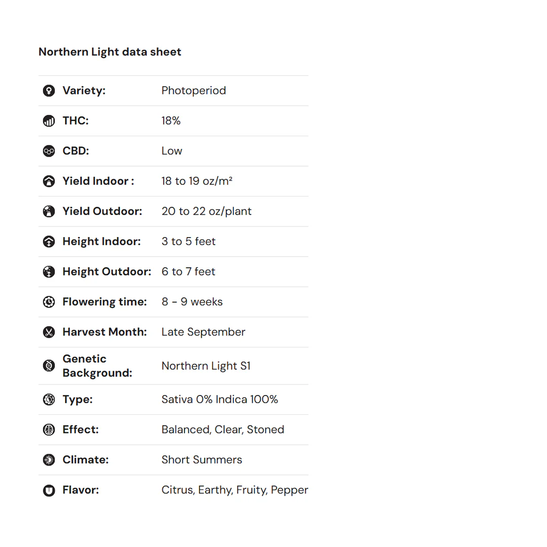 Royal Queen Seeds – Northern Light Feminized Seeds (Classic Indica Legend) - 3 Seeds - Image 2