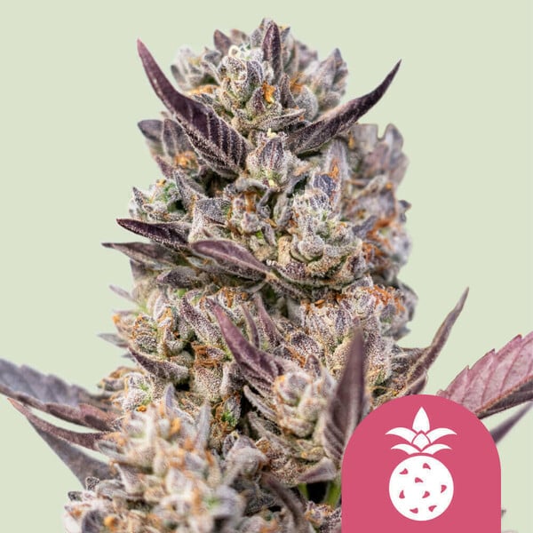 Royal Queen Seeds – Tropicana Cookies Purple Feminized Seeds (Purple Punch x Tropicana Cookies) - 3 Seeds
